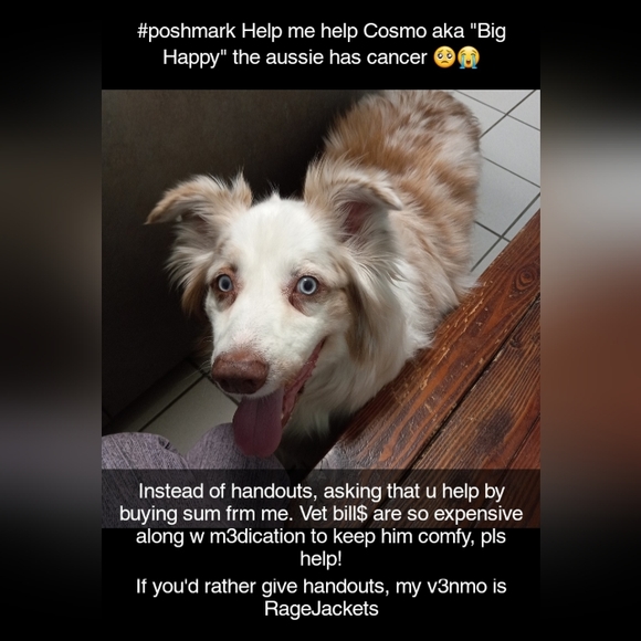 Please help Cosmo, aka "Big Happy"  my red Merle aussie has cancer 😭🥺 - Picture 6 of 17